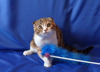 click for enlarge 1920 X 1396 443,0 Kb picture