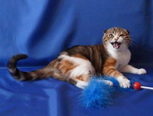 click for enlarge 1920 X 1460 484,6 Kb picture