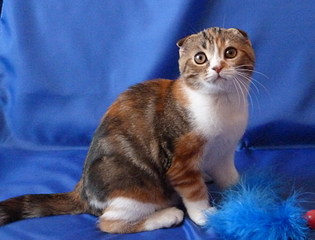 click for enlarge 1920 X 1461 469,4 Kb picture