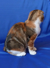 click for enlarge 1642 X 2230 689,4 Kb picture