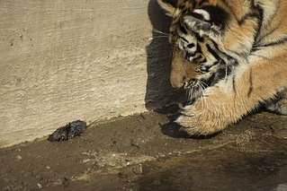 click for enlarge 1000 X 667 205,3 Kb picture