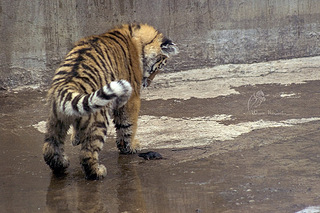 click for enlarge 1000 X 666 250,6 Kb picture