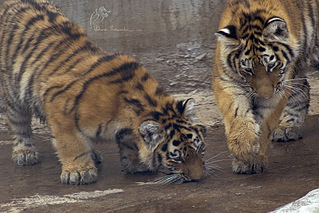 click for enlarge 1000 X 667 278,1 Kb picture