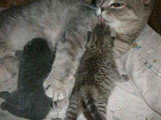 click for enlarge 1920 X 1440 878,2 Kb picture