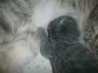 click for enlarge 1920 X 1440 884,1 Kb picture