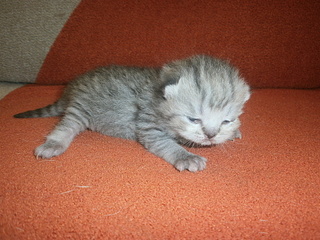 click for enlarge 1920 X 1440 989,4 Kb picture