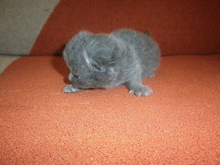 click for enlarge 1920 X 1440 942,3 Kb picture