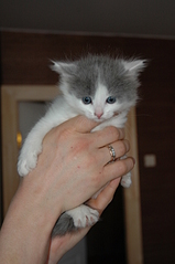 click for enlarge 1920 X 2887 176,4 Kb picture