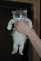 click for enlarge 1920 X 2887 162,5 Kb picture