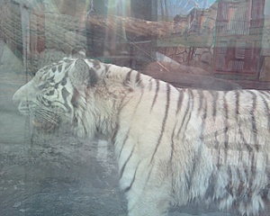 click for enlarge 1280 X 1024 346,8 Kb picture