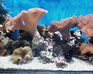 click for enlarge 1280 X 1024 492,0 Kb picture