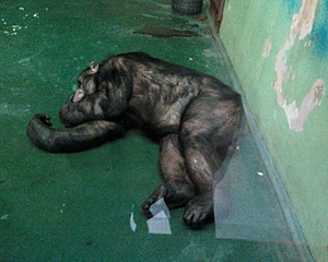 click for enlarge 1280 X 1024 404,7 Kb picture