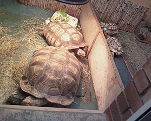 click for enlarge 1280 X 1024 469,0 Kb picture