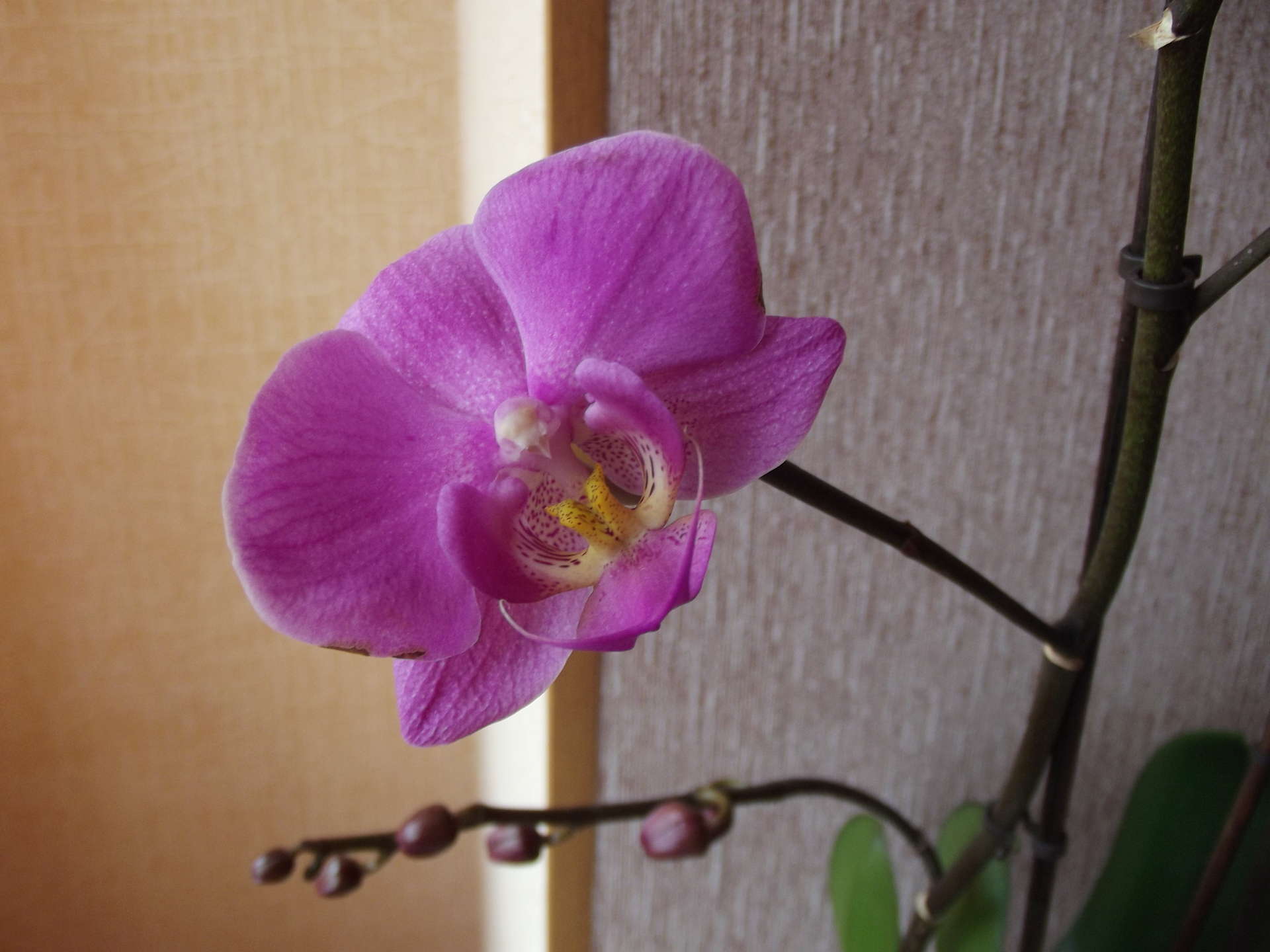 Орхидеи уценка