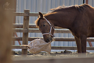 click for enlarge 900 X 600 147,7 Kb picture