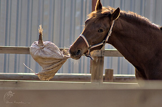click for enlarge 900 X 600 139,3 Kb picture