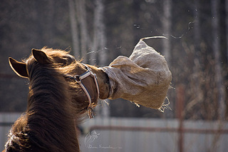 click for enlarge 900 X 600 136,3 Kb picture