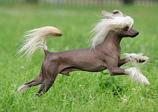 click for enlarge 700 X 500  32,0 Kb picture