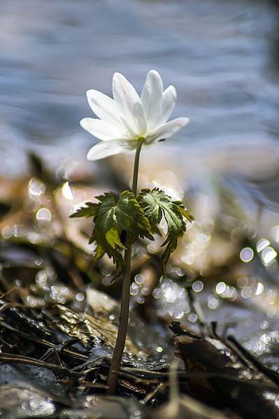 click for enlarge 533 X 800 305,4 Kb picture