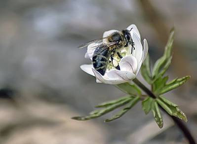 click for enlarge 800 X 585 258,6 Kb picture