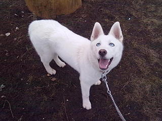 click for enlarge 1600 X 1200 270,6 Kb picture