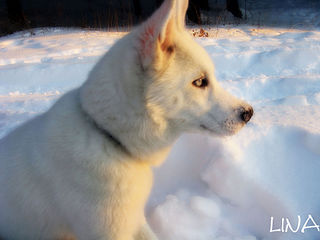 click for enlarge 1920 X 1440 229,3 Kb picture