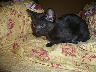 click for enlarge 1600 X 1200 851,5 Kb picture