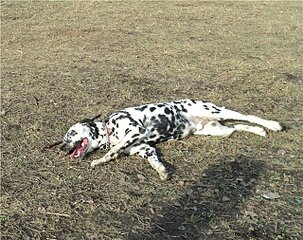 click for enlarge 640 X 506 122,4 Kb picture