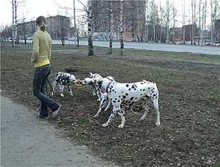 click for enlarge 640 X 485  93,7 Kb picture