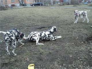 click for enlarge 640 X 480 110,6 Kb picture