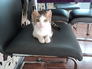 click for enlarge 800 X 600 278,3 Kb picture