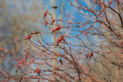 click for enlarge 1920 X 1277 417,8 Kb picture