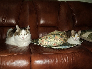 click for enlarge 800 X 600 239,0 Kb picture