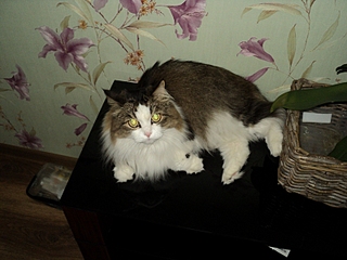 click for enlarge 800 X 600 272,9 Kb picture