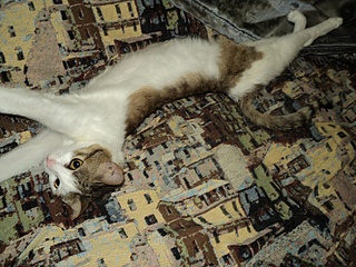 click for enlarge 800 X 600 254,5 Kb picture