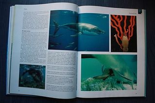 click for enlarge 600 X 399 36,2 Kb picture