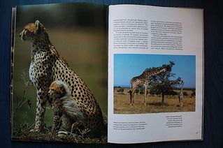 click for enlarge 600 X 399 38,4 Kb picture