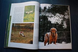 click for enlarge 600 X 399 42,5 Kb picture