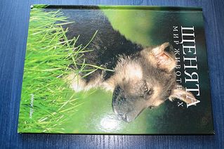 click for enlarge 600 X 399 52,8 Kb picture