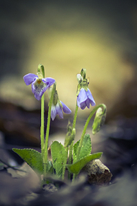 click for enlarge 533 X 800 246,7 Kb picture