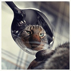click for enlarge 604 X 604  66,8 Kb picture