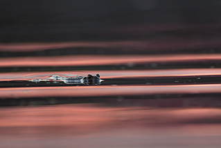 click for enlarge 800 X 533 241,7 Kb picture