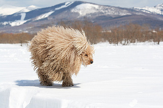 click for enlarge 500 X 333 55,4 Kb picture