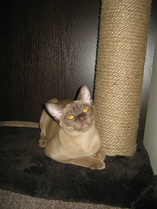 click for enlarge 600 X 800 134,6 Kb picture