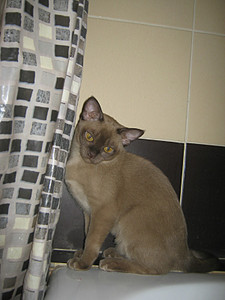 click for enlarge 600 X 800 101,7 Kb picture