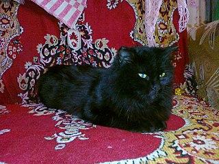 click for enlarge 1280 X 960 325,3 Kb picture