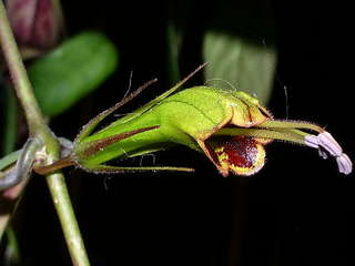 click for enlarge 600 X 450 58,3 Kb picture