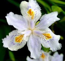 click for enlarge 731 X 689  66,4 Kb picture