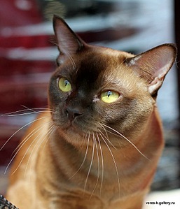 click for enlarge 635 X 740 105,0 Kb picture