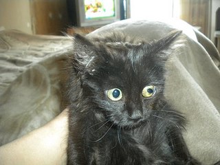 click for enlarge 604 X 453 51,2 Kb picture